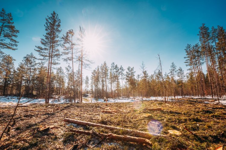 Fallen Tree Trunks In Deforestation Area. Pine Forest Landscape In Sunny Spring Day. Green Forest