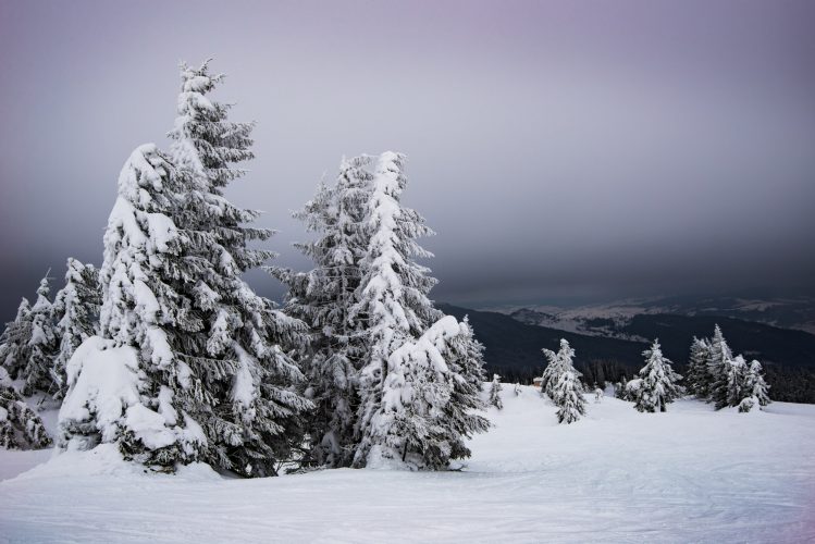 Fir trees swaying in the wind in the snow
