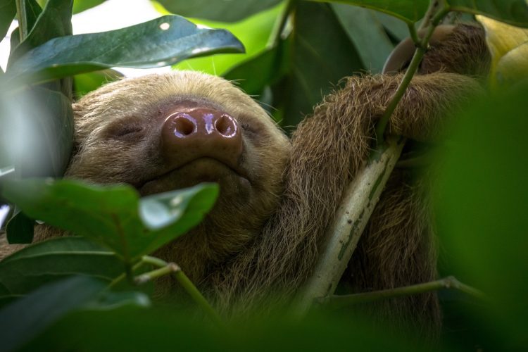 Happy Sloth