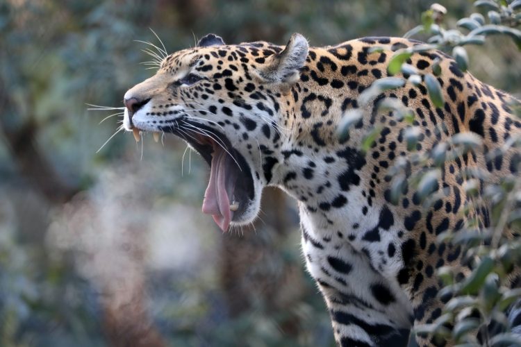 Jaguar