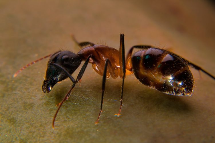 Macroshot of an ant sitting on a sunflowerl leaf
