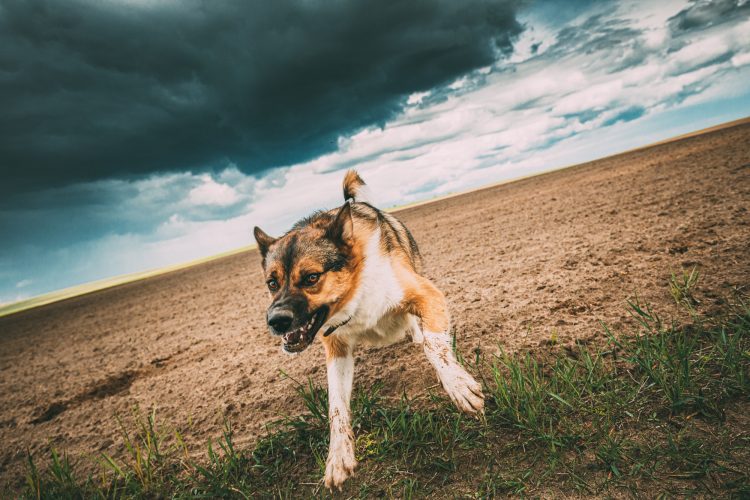 nervous dog Angry Aggressive Mad Dog Running On Camera