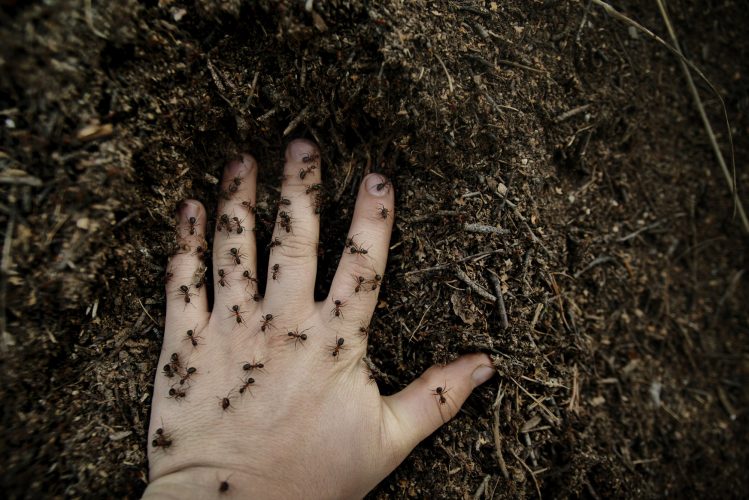 Overhead View Of Hand With Ants On Field