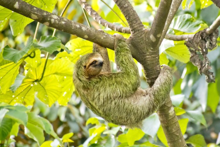 Pale-throated Sloth, Marino Ballena National Park, Costa Rica