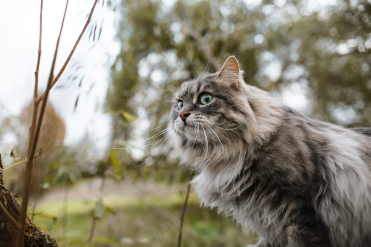 Portrait of a frightened cat sitting on a tree. Fluffy gray cat with funny facial expression and big