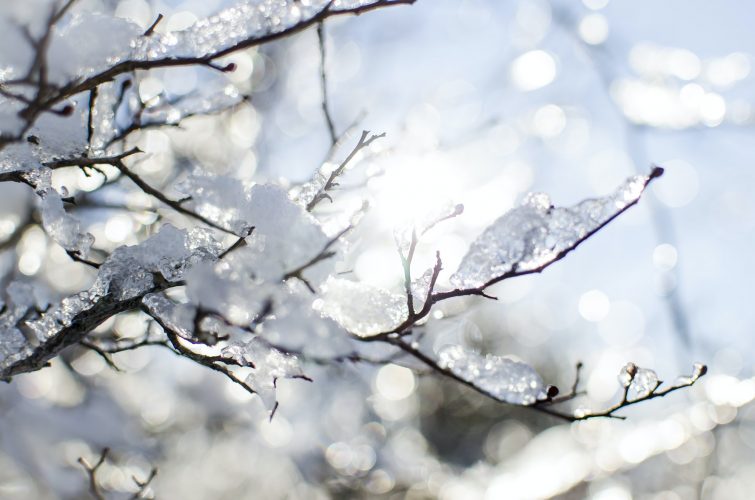 Snow melting on branches at sunrise