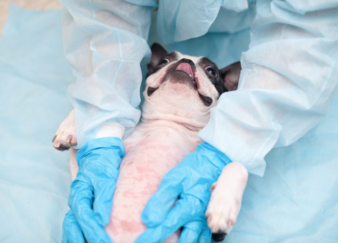 The doctor examines the dog's Boston Terrier Allergy.