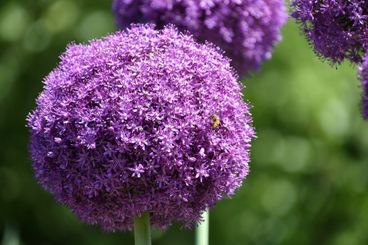 A lavender colored or purple allium flower in full bloom with honeybee bee. violet colored alium