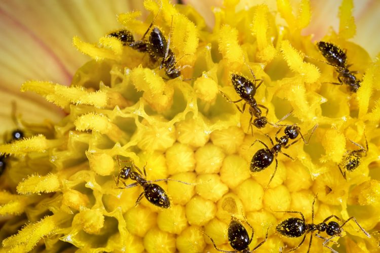 ant workers