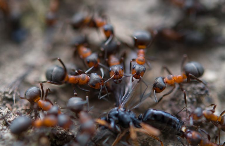 ants tearing prey