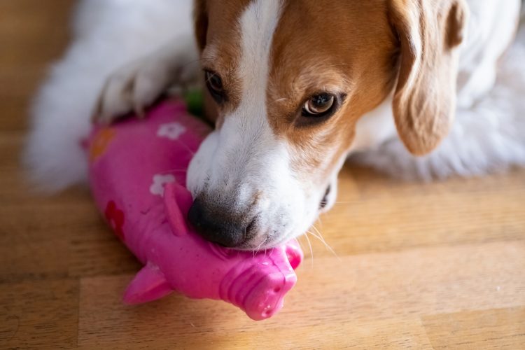 Beagle dog biting and chewing on rubber toy on a floor