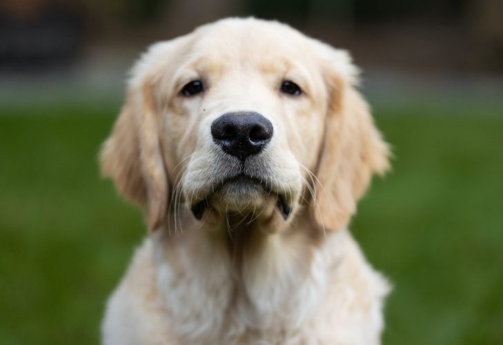 Cute golden retriever puppy dog playing in the back yard on green grass