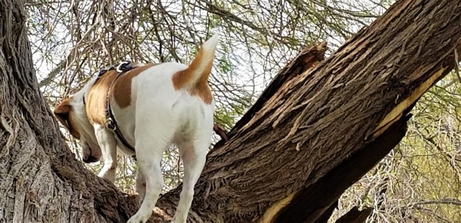 Cute Pets! Cute Dogs! Dog in a Tree! NOMINATED!!