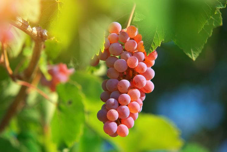 Grape