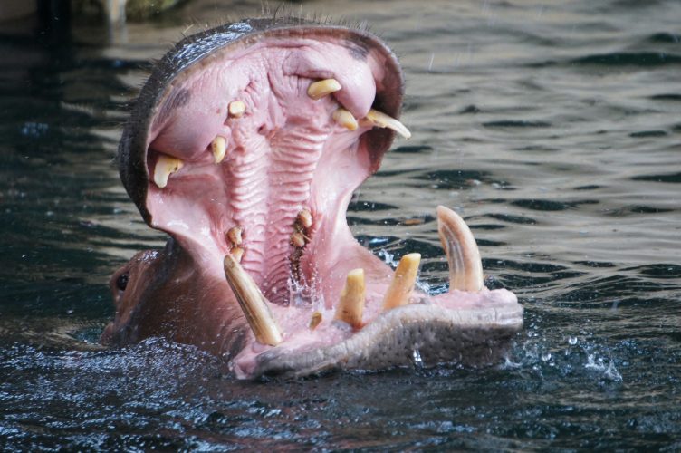 Hippopotamus opening its mouth