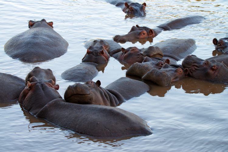 Hippos