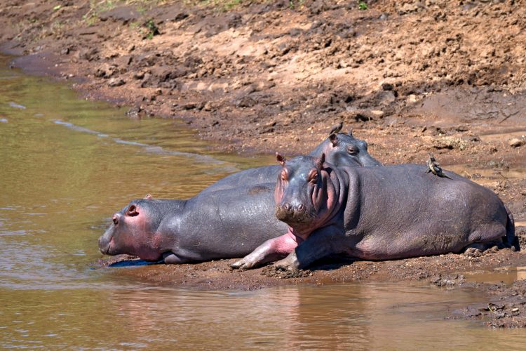 Hippos