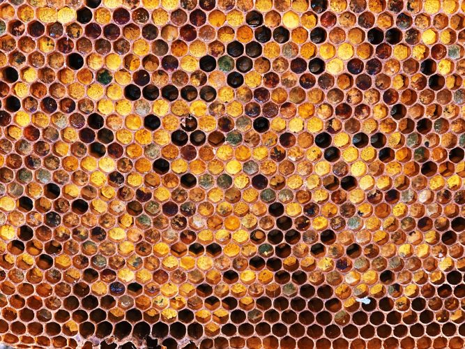 Honeycomb