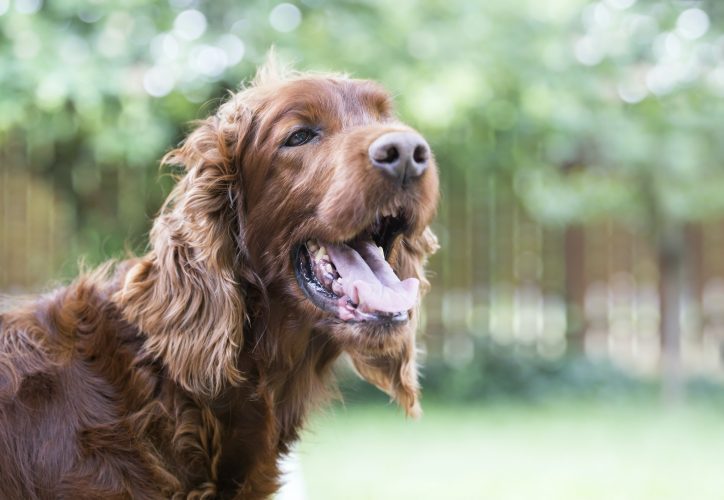Panting dog in summer