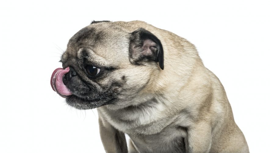 Pug dog licking nose against white background