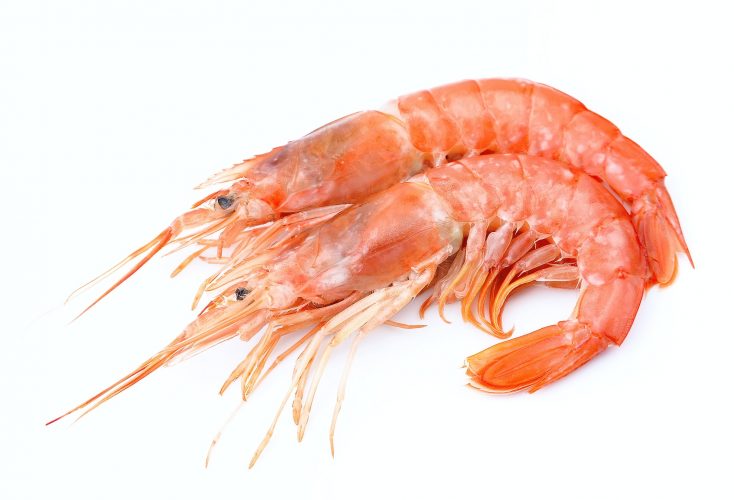 shrimp