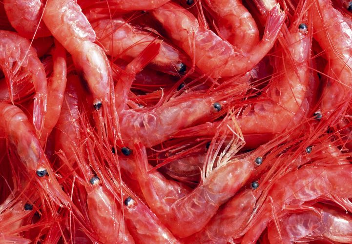 Shrimps. The fish market.