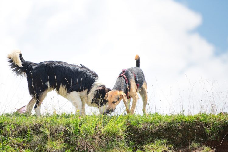 Two dogs