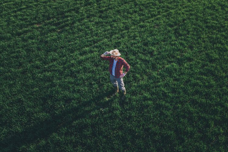 Wheat farmer standing and looking over wheatgrass field, aerial view