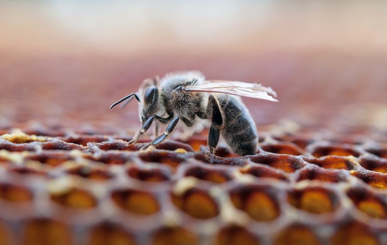 working bee