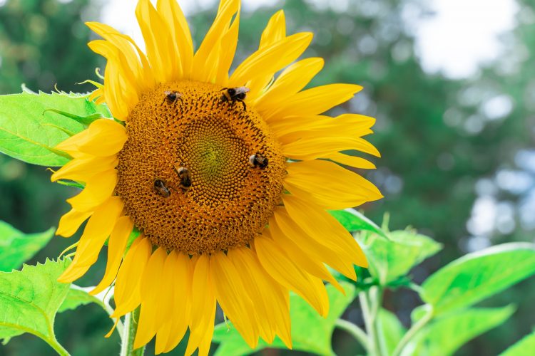 Yellow sunflower flower close-up and bumblebees and bees pollinating it on a natural background