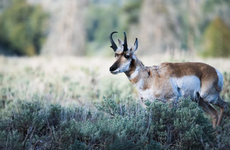 Antelope