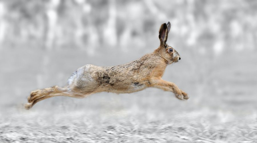Black and white photography with color hare