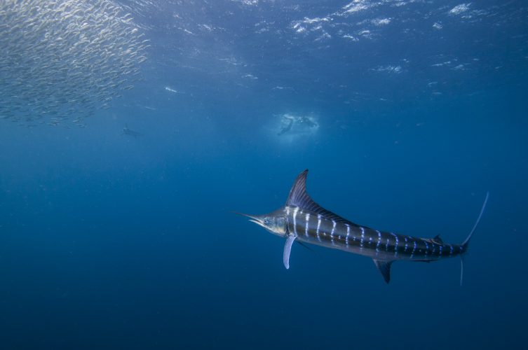 Striped marlin (Kajikia audax) in the south pacific side of Baja California peninsula, Mexico, to