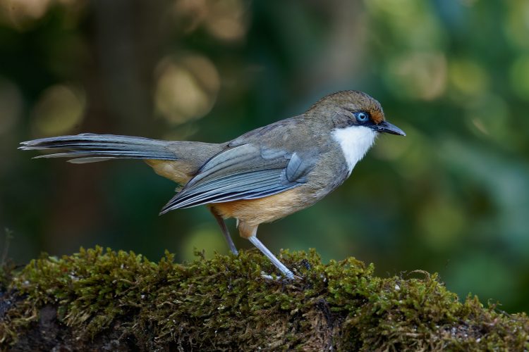 White throated
