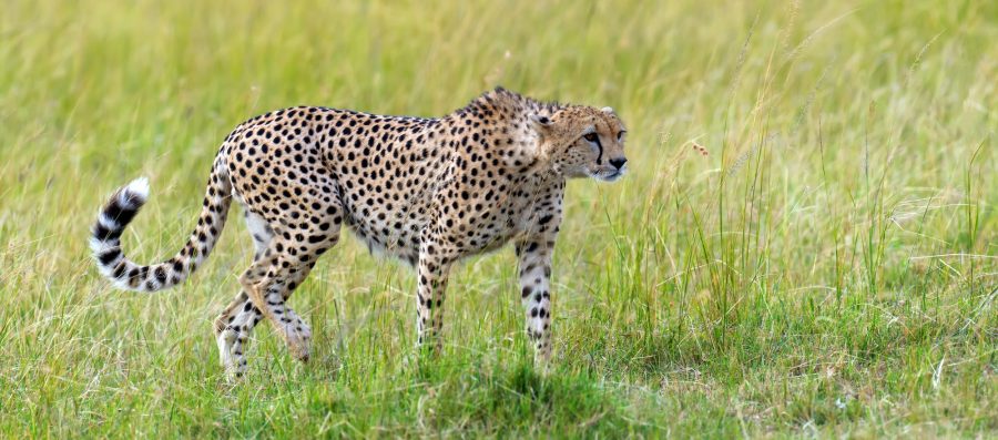 Wild african cheetah