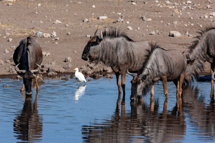 Wildebeest - Etosha National Park - Namibia