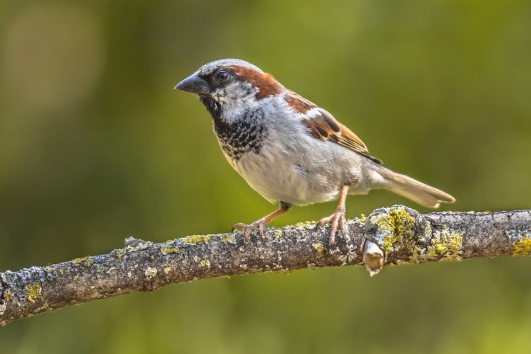House Sparrow male