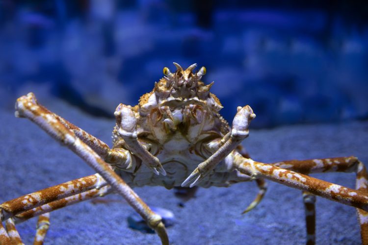 Japanese Spider Crab