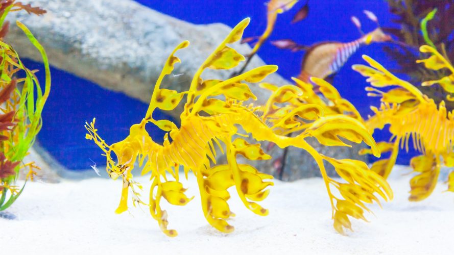 Leafy Sea Dragons