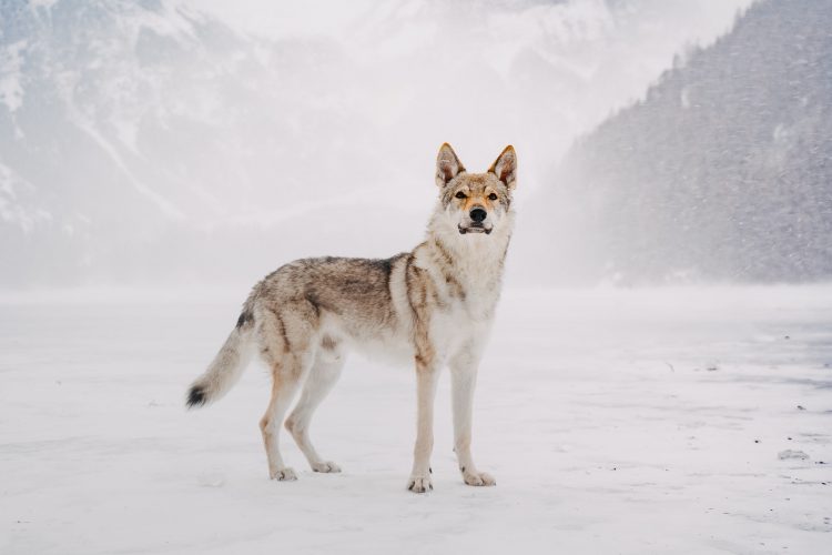 Lonely wolf on a frozen lake