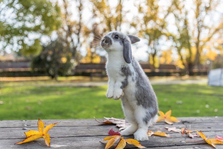 rabbit standing