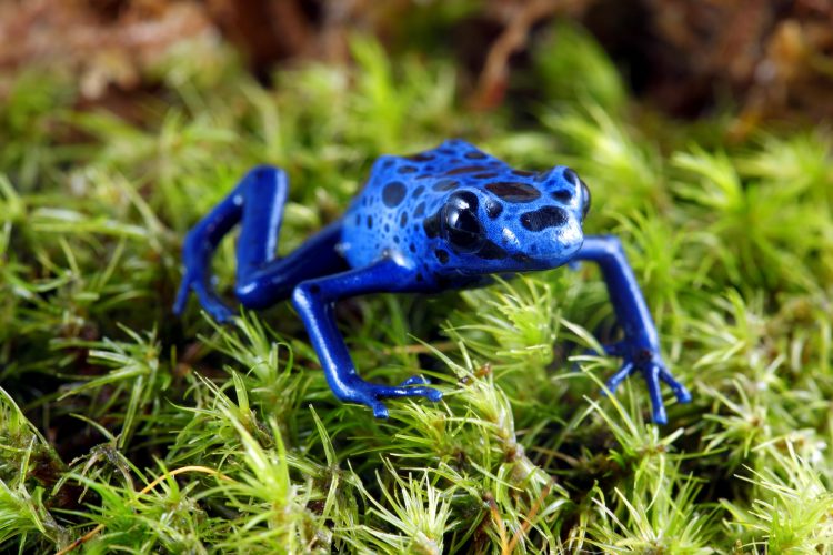 Blue Poison Dart Frog