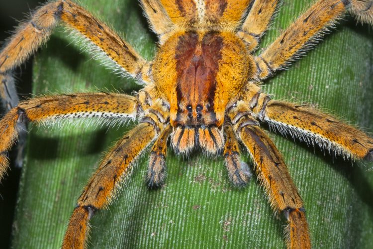 Brazilian Wandering Spider Up Close in Costa Rica
