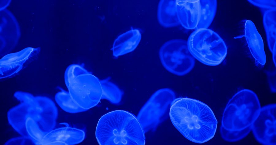Jelly fish tank