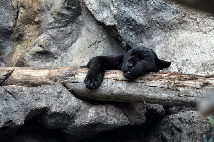 Black panther sleeping shift the paw of the tree.