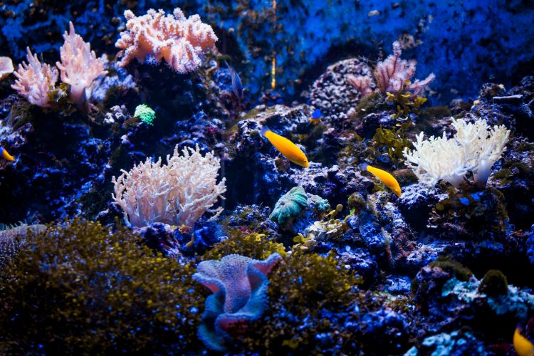 Tropical sea underwater with coral reefs and fish. beautiful vie