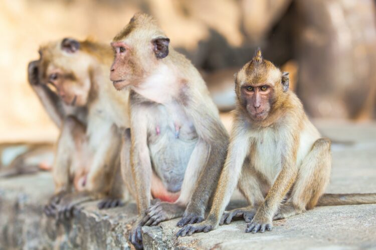 Family of monkeys. monkey family
