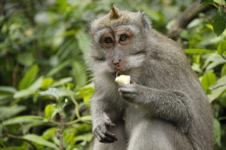 Looking at a monkey at the Monkey Temple in Ubud, Bali. Indonesia