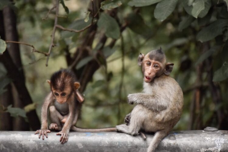monkey