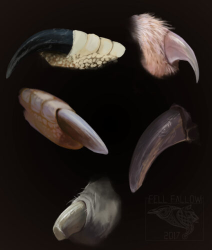 claw